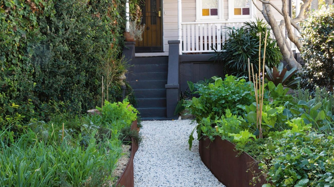 View of garden, with walkway between two, raised steel, garden beds planted with herbs and vegetables leading to house.
