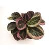 120mm Assorted Calathea - Calathea makoyana