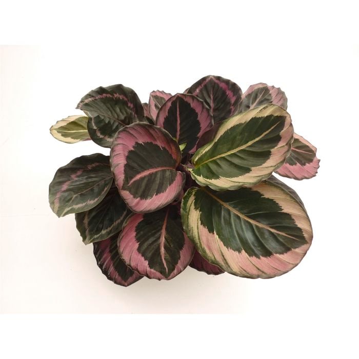 120mm Assorted Calathea - Calathea makoyana