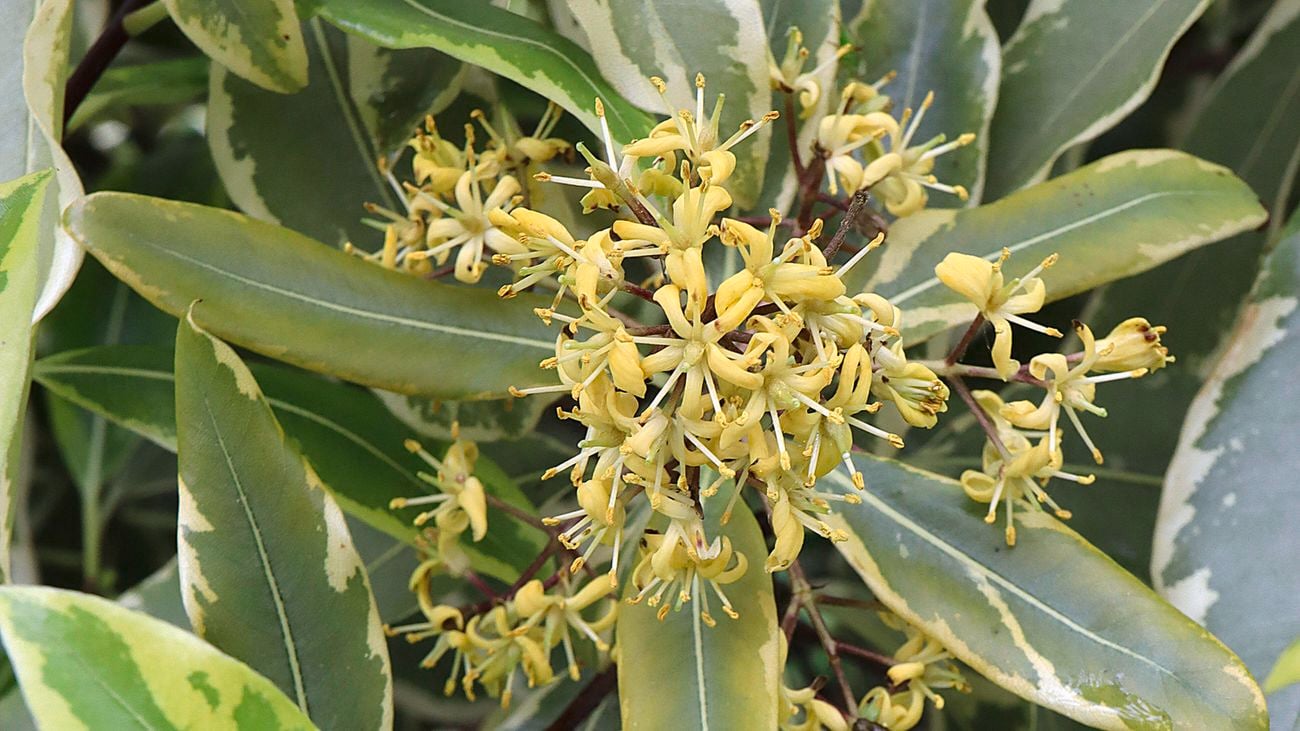 Close up of tarata small yellow star-shaped flowers and long green leaves