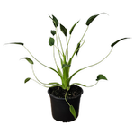 140mm Alocasia Tiny Dancer - Alocasia brisbanensis And Alocasia odora