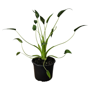 140mm Alocasia Tiny Dancer - Alocasia brisbanensis Odora