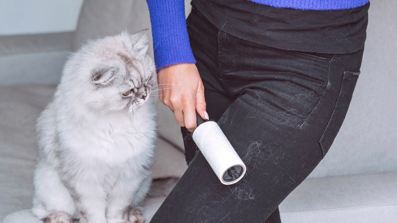 Woman cleaning black clothes with lint roller from grey cats hair.