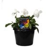 180mm Pansy White - Viola wittrockiana