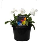 180mm Pansy White - Viola wittrockiana