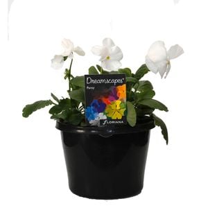 180mm Pansy White - Viola wittrockiana