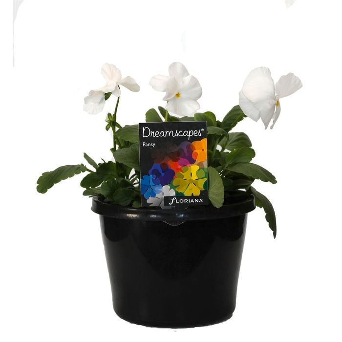 180mm Pansy White - Viola wittrockiana