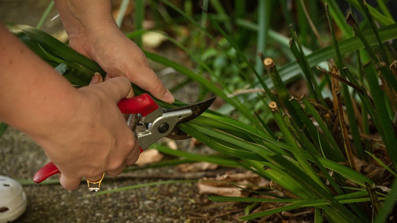 How to Prune Kangaroo Paws