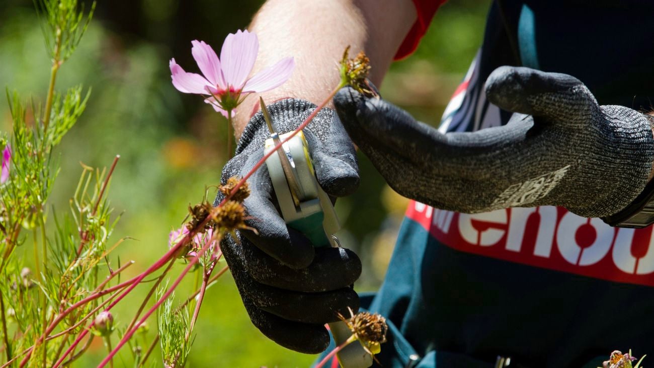 Person pruning plant.