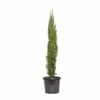 270mm Conifer Pencil Pine - Cupressus sempervirens Glauca