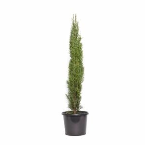 270mm Conifer Pencil Pine - Cupressus sempervirens Glauca