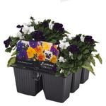 6 Cell Fusion Flowers Viola Blackberry Cream - Viola cornuta