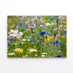 Beautiful Flowering Meadows View  Print 100% Australian Made 75 x 50cm  (Stretched)