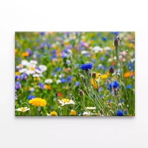 Beautiful Flowering Meadows View  Print 100% Australian Made 75 x 50cm  (Stretched)