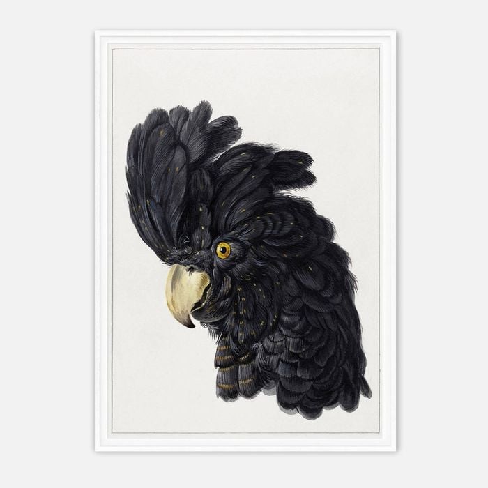 Galrie Stunning Black Cockatoo Art Print - Detailed Vintage Ornithological Illustration, White Frame, A1 60 x 84cm (23 x 33inch)