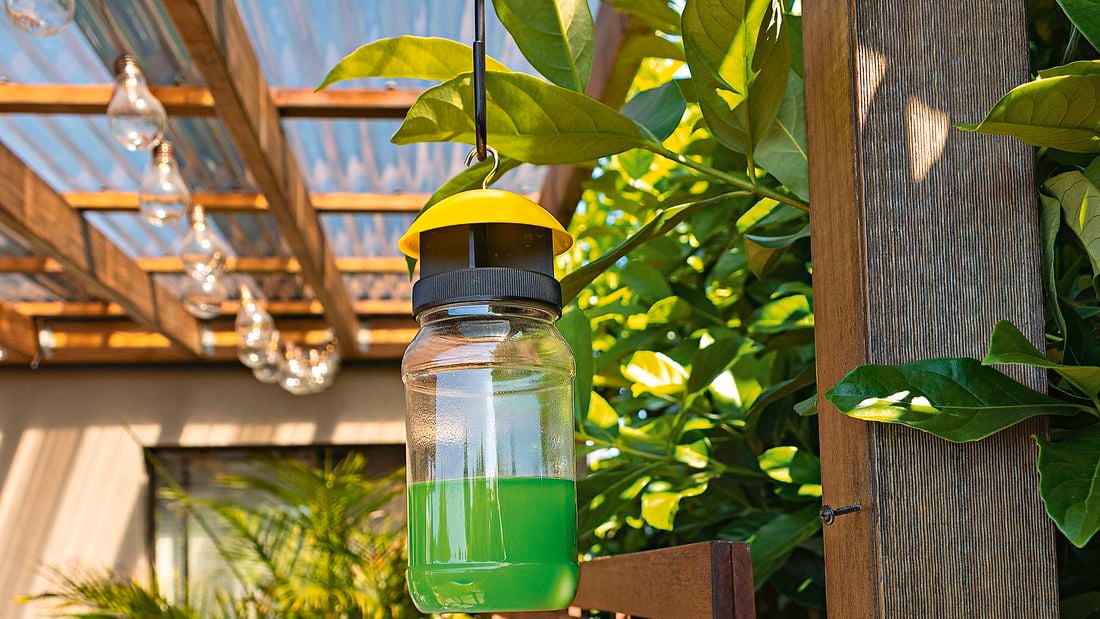 fly trap in a agrden