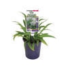 140mm Renga Renga Lily - Arthropodium cirrhatum Te Puna