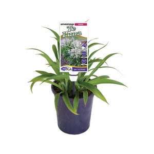 140mm Renga Renga Lily - Arthropodium cirrhatum Te Puna
