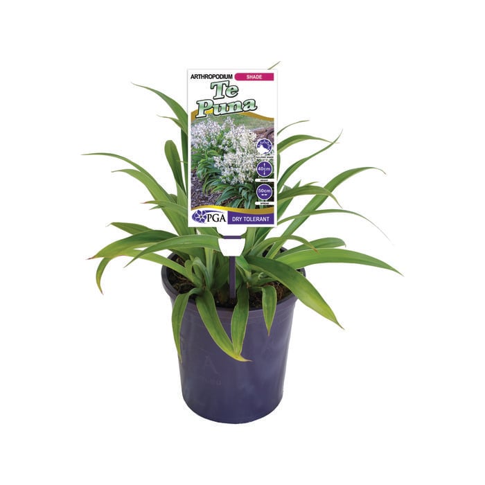 140mm Renga Renga Lily - Arthropodium cirrhatum Te Puna