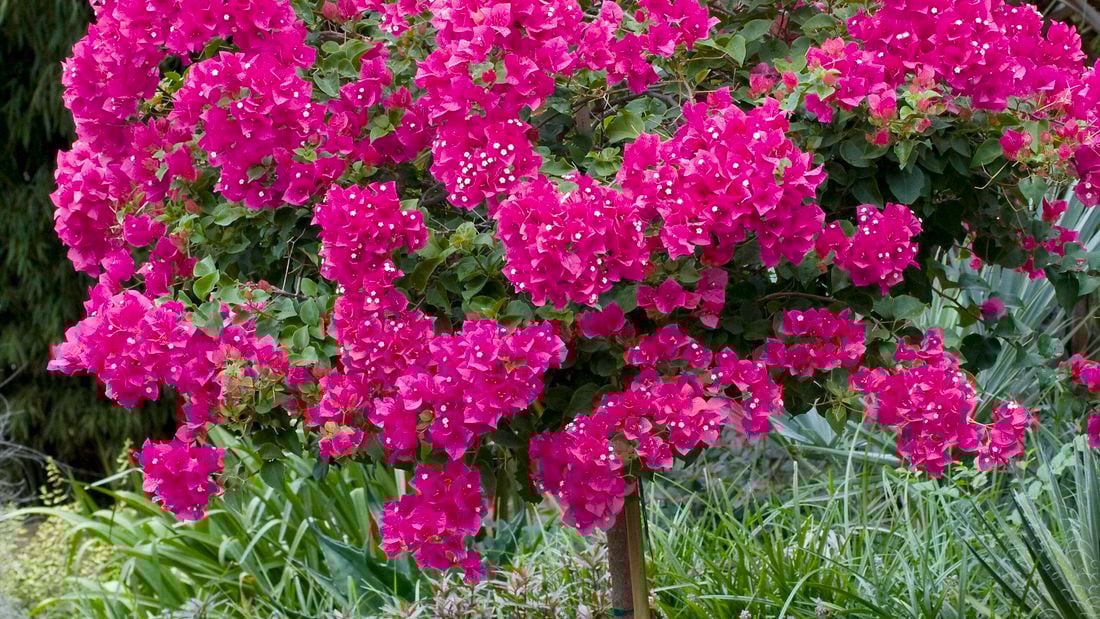 A bougainvillea in full flower