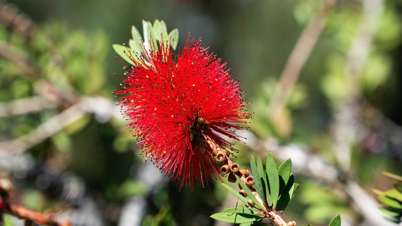 A close up of a red bottlebrush flower with green leaves.