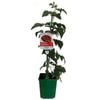 2L Fruiting Raspberry - Rubus idaeus