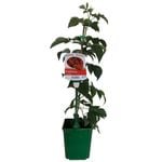 2L Fruiting Raspberry - Rubus idaeus