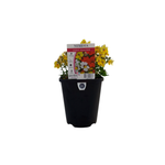 150mm Nemesia Little Assorted - Nemesia hybrid