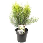 180mm - Ice Queen Wax Flower - Chamelaucium uncinatum hybrid