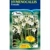 Hymenocallis Festalis