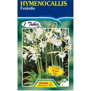Hymenocallis Festalis