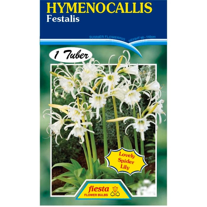 Hymenocallis Festalis