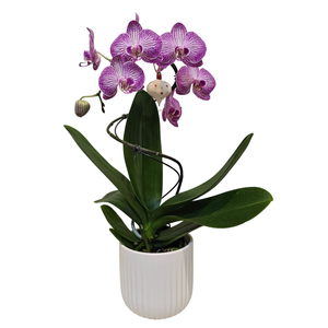 120mm Moth Orchid - Phalaenopsis - Christmas Spiral In White Ceramic