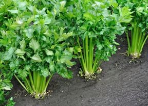 Celery plants growing in a garden bed