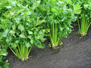 Celery plants growing in a garden bed