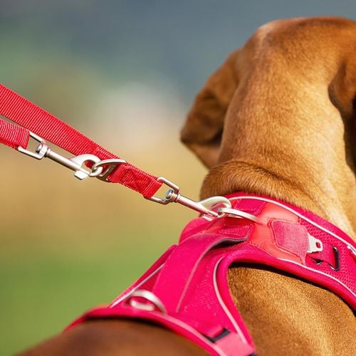 Curli 200 x 2cm Large Black Dog Nylon Adjustable Leash Bunnings Australia