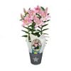  150mm Souvenir In Gift Pot - Oriental Lilium