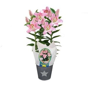  150mm Souvenir In Gift Pot - Oriental Lilium