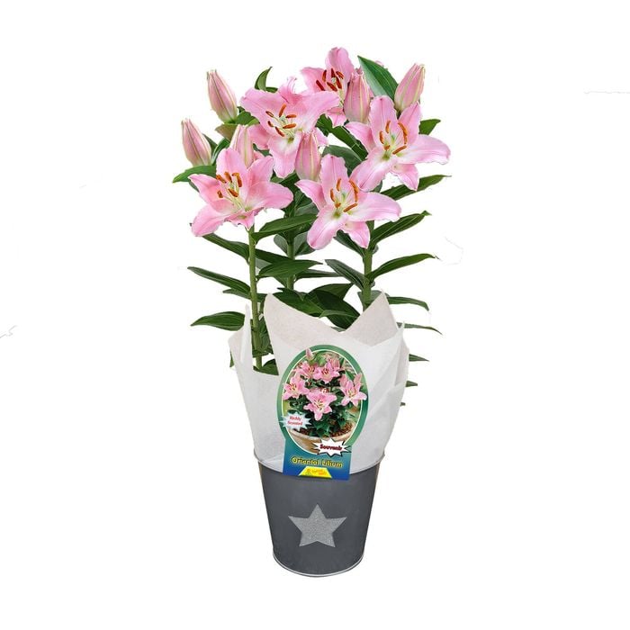 150mm Souvenir In Gift Pot - Oriental Lilium
