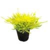 2L Breath of Heaven - Coleonema Sunset Gold