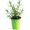 90mm Rosemary - Rosmarinus officinalis - Nudo Herbs