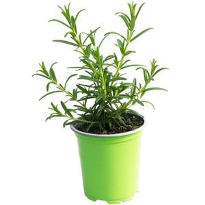 90mm Rosemary - Rosmarinus officinalis - Nudo Herbs