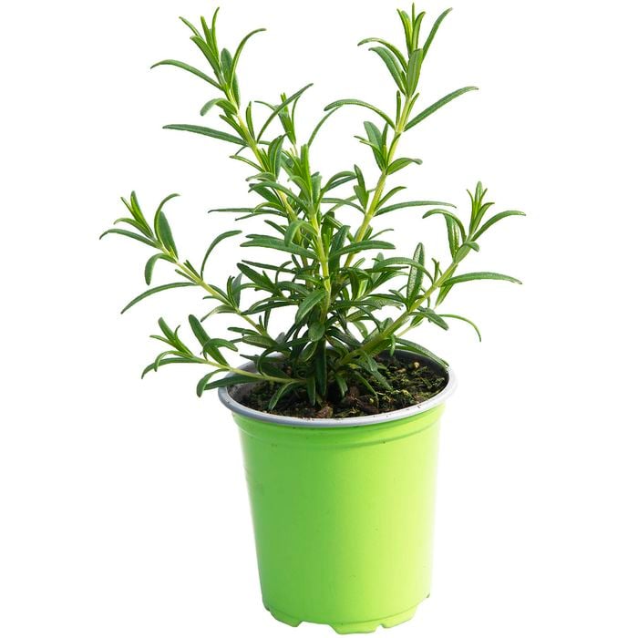 90mm Rosemary - Rosmarinus officinalis - Nudo Herbs