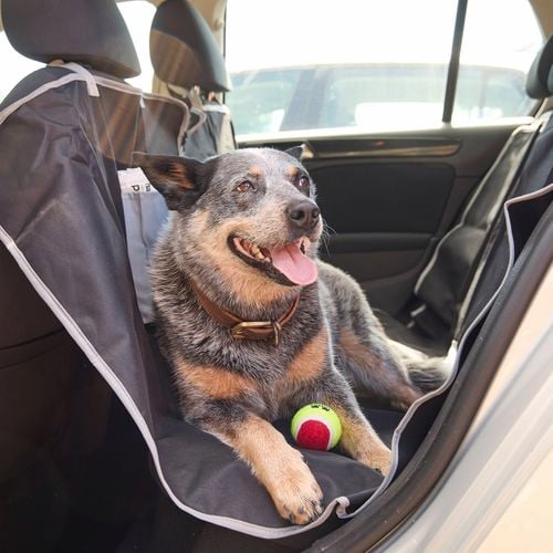 A cattle dog sitting in a hammock in the car back seat.