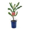 150mm Waratah Red Embers - Telopea Speciosissima