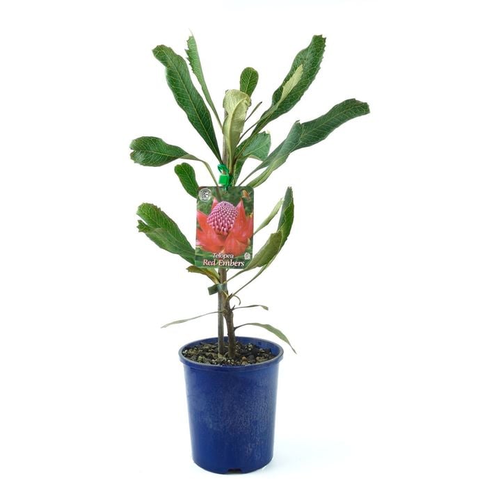 150mm Waratah Red Embers - Telopea Speciosissima