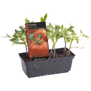 Tomato Bush Type Punnet - Lycopersicon esculentum