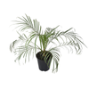 3.3L Dwarf Date Palm - Phoenix roebelenii