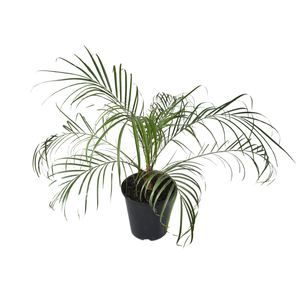 3.3L Dwarf Date Palm - Phoenix roebelenii