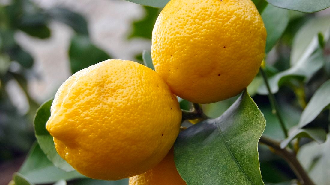 Lemon tree with ripe cluster of fruit growing on tree